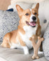 SPOT Bam-Bones Wishbone Dog Chew - Durable Bamboo Fiber Toy for Light to Moderate Chewers, 5.25in, Bacon Flavor