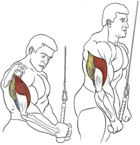 Pull Down Rope Single Grip Attachment for Tricep Bicep Exercise on Cable Machines for Gym Workouts
