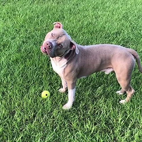 Chew King Supreme Rubber Fetch Balls, Extremely Durable Natural Rubber Toy, 2.5 inch, Yellow (CM-10066-CS01)
