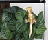 WOLEDOE Reptile Plants for Terrarium, Amphibian Habitat Decor Artificial Hanging Plants with Suction Cup - Fake
