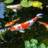 (9 lbs 4.08 Aquascape Pond Salt, Non-Iodized / kg)