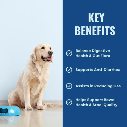 Gut Health for Dogs - 3 in 1 Prebiotic Probiotic Postbiotic, Supports Digestive Health, 60 g