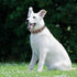 Classic Leather Dog Collar, Adjustable Heavy Duty Pet Collars for Small Medium Large Dogs, Padded Soft and Strong
