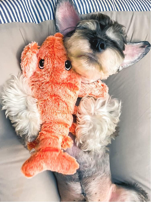 Flopping Lobster Toys for Cats & Small Dogs, Interactive Catnip Toys for Indoor Cats, USB Rechargeable