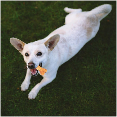 Fieldcrest Farms Nothin' to Hide Rings and Bones Chicken Flavored Dog Chew, 2.4 oz., Count of 12