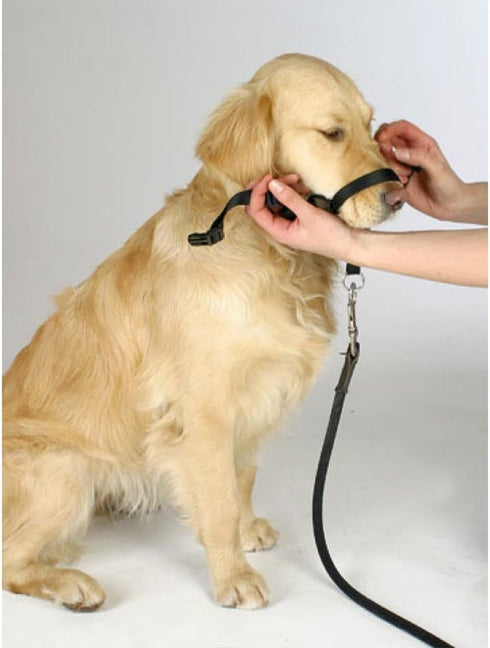 BARKLESS Dog Head Collar, Adjustable and Padded, No-Pull Training Tool with 1 Dog Leash and Training Guide