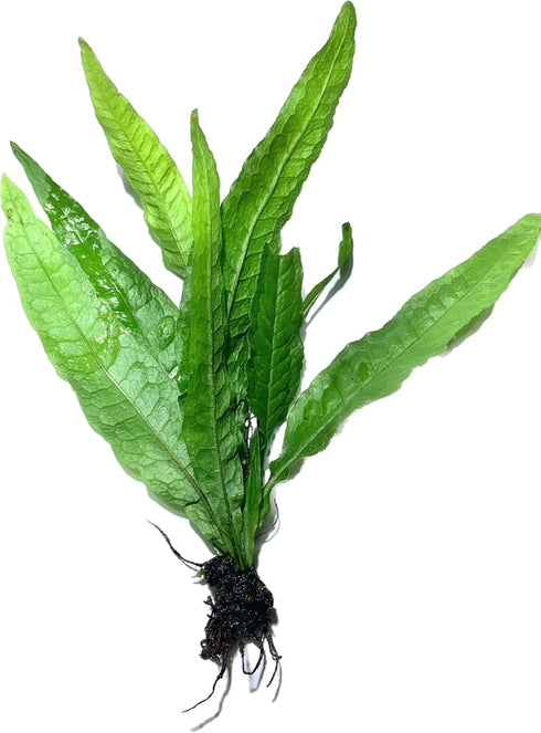 2 1 Marcus Fish Tanks Java Fern Microsorum Pteropus Easy Low Light Live Aquarium Plant - Buy Get