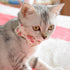 Cat Collar Breakaway with Bell and Accessories, Adjustable Printing Kitten Bowtie Collar for Kitty, 19 Colors