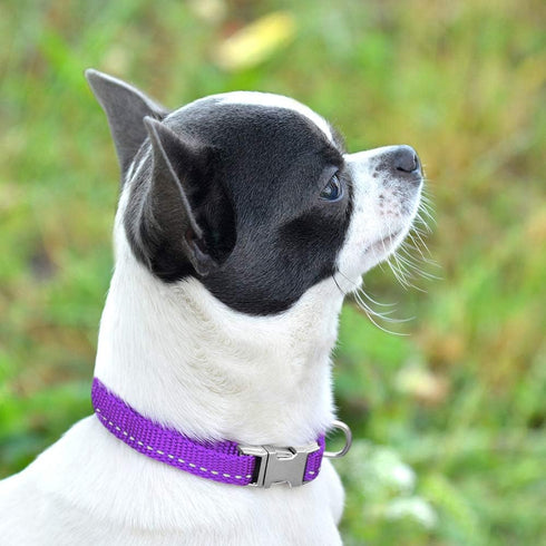 CollarDirect Reflective Dog Collar for Small, Medium, Large Dogs or Puppies, Quick Release Buckle, Blue