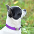 CollarDirect Reflective Dog Collar for Small, Medium, Large Dogs or Puppies, Quick Release Buckle, Blue