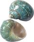 2pcs Medium Hermit Crab Shells, M Size Opening 1", Natural Sea Conch,