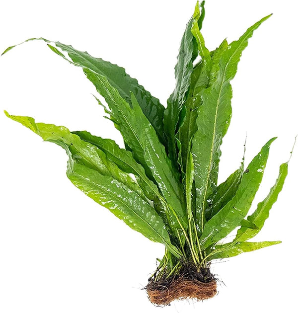 Java Fern Windelov - Live Aquarium Plants for Modern Aquariums, Easy Care
