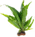 Java Fern Windelov - Live Aquarium Plants for Modern Aquariums, Easy Care