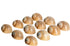 12 3/4"- 1.5" Hermit Crab Shells | Turbo Shells | Natica Lineata Shells | Hermit Crab House for Dcor | Plus Free