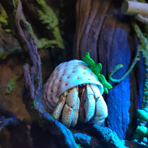 Opaeroo 4cm White Strawberries Shape Designs Hermit Crab Shells for Home Decorations Hermit Crab Supplies and DIY