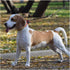 MayPaw Bungee Dog Leash Extension, 18" Reflective Shock Absorbing Lead for Dog Walking
