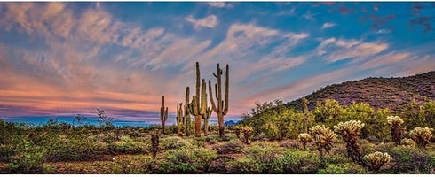 AWERT 24x12 inches Blue Sky Cloud Huge Cactus Oasis Gobi Reptile Habitat Background Vinyl