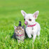 ChengFu XXS Dog Collar - Pink Teacup Dog Collar for Small Dogs & Cats, 3/8 inch Width
