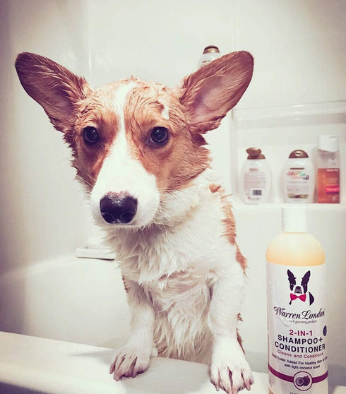 Warren London 2in1 Pet Shampoo and Conditioner for Dogs, Puppies & Cats - Best for Dry Itchy Skin, Gallon Size