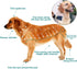 16pcs ANGFAN Dog Clippers for Grooming, Dog Grooming Kit for Small & Large Dogs, Professional Cordless Dog Hair