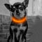 Candofly Light Up Dog Collar, USB Rechargeable Glowing Puppy Collar for Night Walking, X-Small, Orange
