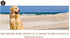 Cosmo's Snack Shack (24 Count Pack 1) Peanut Butter Bakery Bone - All Natural Dog Treat - Made in USA