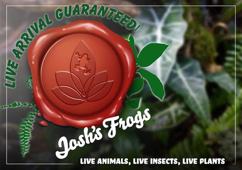 Josh's Frogs Desert Plant Kit - Bioactive Terrarium Plants (Extra Small)