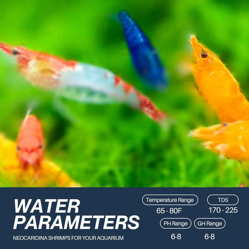 20 1/2-1 inch + Mixed Color Neocaridina Live Freshwater Aquarium Shrimps for Aquarium Beeding Age Young Adults Long.