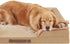 Friends Forever Orthopedic Dog Bed, Bolster Dog Bed with Memory Foam Couch Sofa, Removable Washable Cover, Ally Khaki