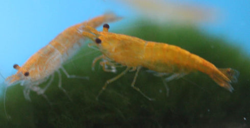 Generic Family of 6 Orange Sunkist Live Shrimp for Aquarium or Fish Tank