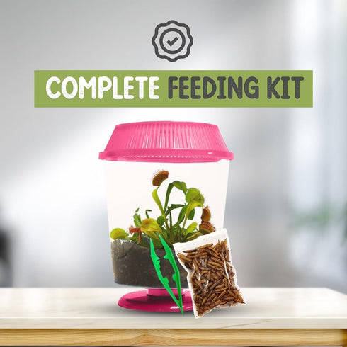 Store 4.5" Venus Fly Trap Live Plant with Pink Terrarium + Carnivorous Plants Food Bundle with Feeding Tweezers