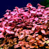 Generic 15 Red Ludwigia Repens Leaf Live Aquarium Plants Stem Bunch for Planting