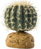 Exo Terra Small Barrel Cactus Terrarium Plant