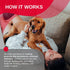 Odorcide Odor Eliminator Concentrate: 16 oz for Strong Odor on Carpets, Hardwood & More - Smoke, Sweat & Pet Odor