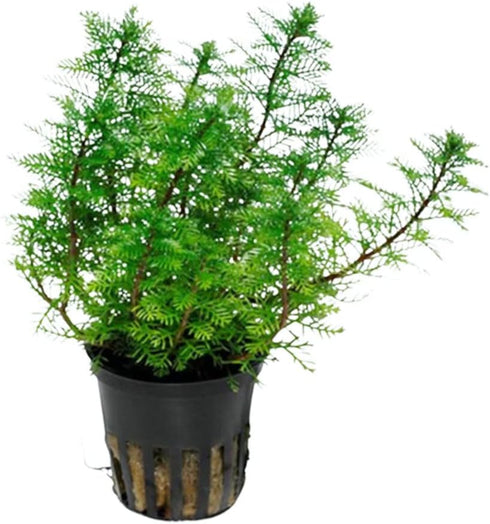 Red Parrot Feather (Myriophillum Brasillensis) Potted