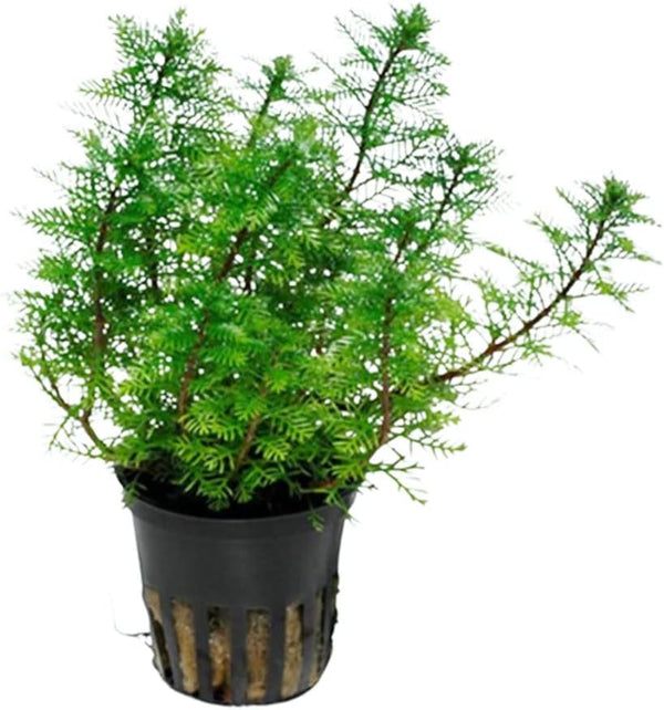 Red Parrot Feather (Myriophillum Brasillensis) Potted