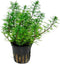 Red Parrot Feather (Myriophillum Brasillensis) Potted
