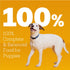 13.2 oz. 12 Count Pedigree Puppy Chopped Ground Dinner Wet Puppy Food with Chicken & Beef, Canned Dog Food, Cans