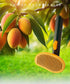 Cute Mango Self Cleaning Dog & Cat Brush for Shedding and Deshedding, Deep Cleaning Pet Brushes