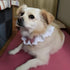 ANNUOZE 6PCS Pet Lace Bib, Sweet Cat Bandana with Bow, Cotton Dog Saliva Towel, Cute Round Neck Scarf for Kitty Puppy
