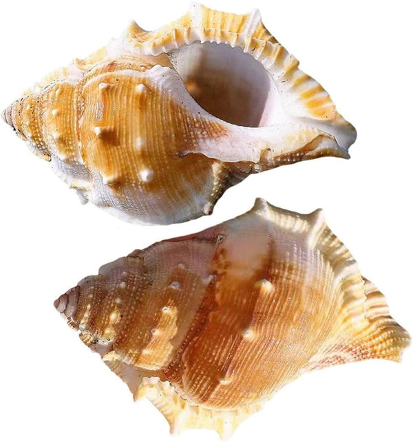 luchike Hermit Crab Shells Yellow Small Sea Conch Size 1.18" - 1.97" Seashells