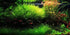 Aquatic Discounts 1 5-6 2 1 Hornwort - Young, Healthy, Super Easy Live Aquarium Plant, Bundle in. Great for Betta