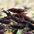 Pack 8 Chocolate Shrimp of Live Freshwater Shrimp