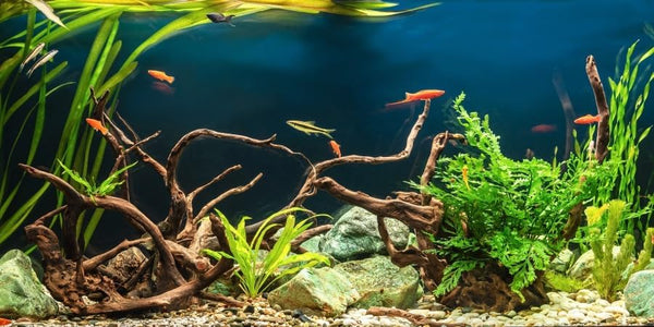 YongFoto 48x24 inch Fish Tank Background, River Bed Waterweeds Moss Lake Aquatic Plant Backdrop for Reptiles