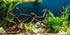 YongFoto 48x24 inch Fish Tank Background, River Bed Waterweeds Moss Lake Aquatic Plant Backdrop for Reptiles