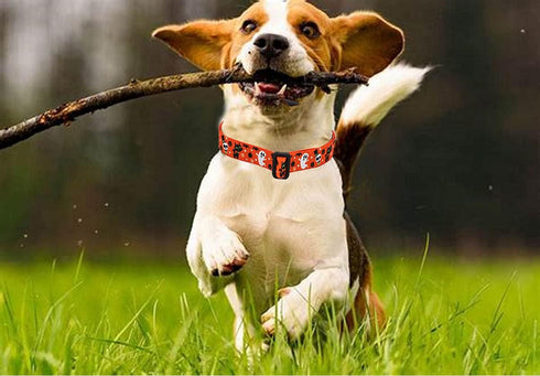 Halloween Dog Collar with Pumpkin Bat Ghost Pattern, Adjustable for Small Medium Large Dogs (Halloween, S)