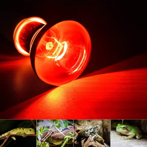 MD Lighting MaoTopCom 25w Infrared Heating Lamp/Light/Bulb 2 Pack, 110v E27 Basking Spot Light Bulbs