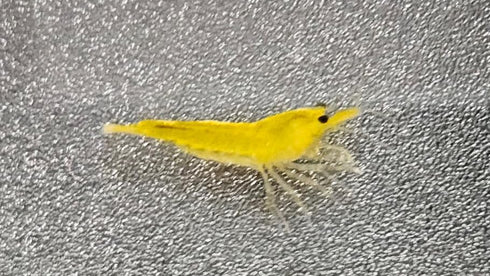 Generic 10 (+2 1/4 1/2 inch DOA) Yellow Golden Back Shrimp Freshwater Aquarium Shrimp, to Long