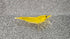 Generic 10 (+2 1/4 1/2 inch DOA) Yellow Golden Back Shrimp Freshwater Aquarium Shrimp, to Long