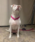 Reflective Slip Collar | Loop Dog Collar for Training with Soft Padded in Teal 22", 1" Wide